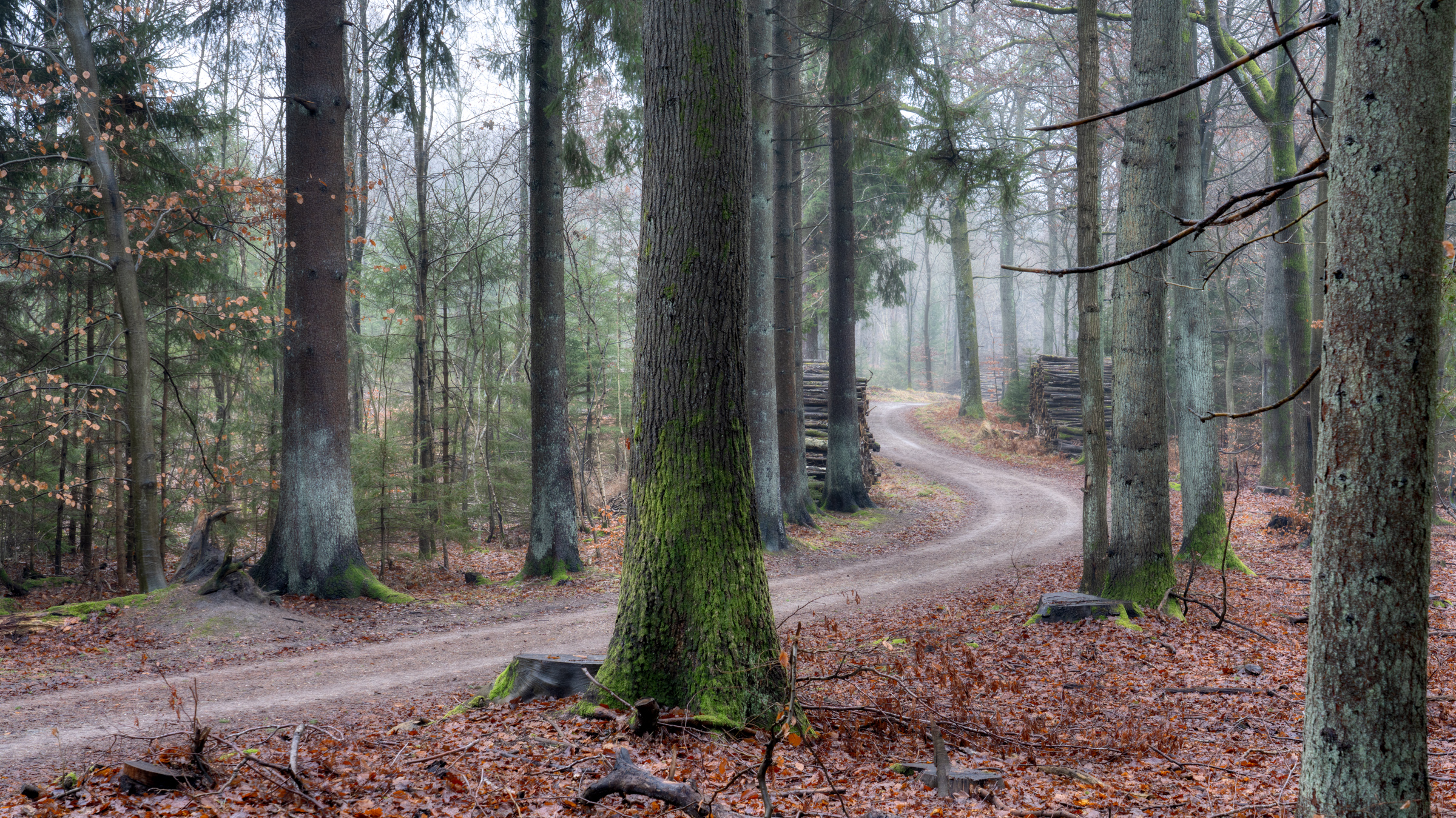 Revisiting My Childhood Forest