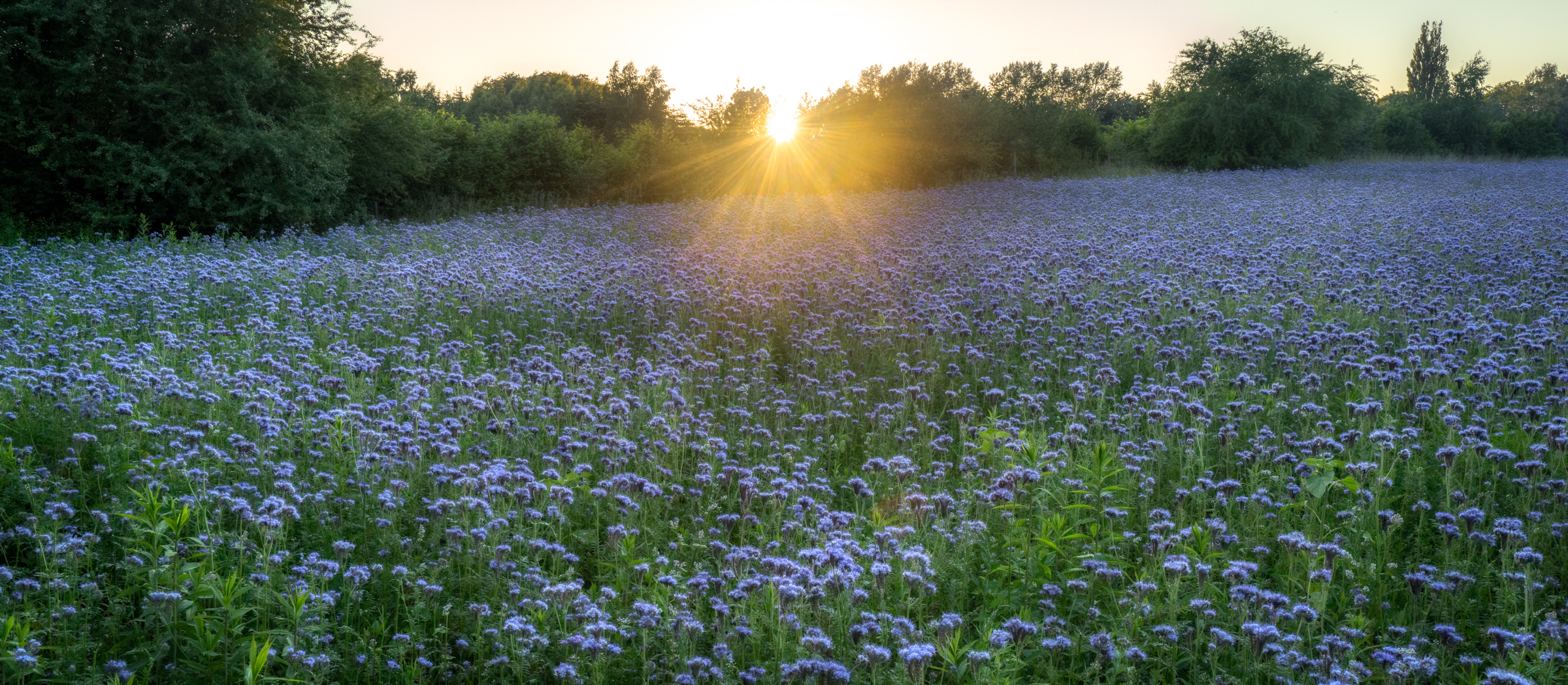 Looking For Purple Perfection, Found Painful Plants and Buzzing Bees